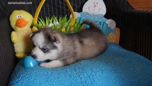Husky puppies for sale
