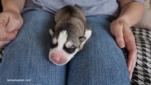husky puppy for sale