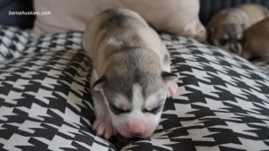 husky puppies for sale Mississippi