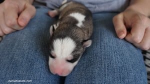 husky puppies for sale Florida