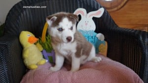chocolate husky puppy