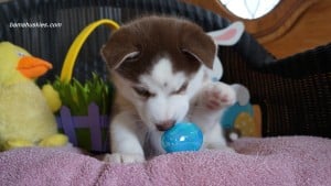 husky puppies for sale