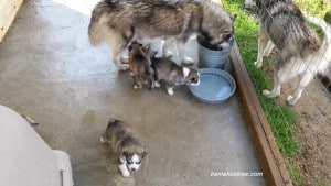 husky puppies for sale Tennessee