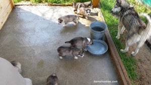 husky puppies for sale Georgia