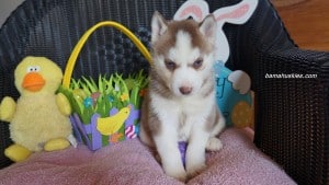 Husky puppies for sale