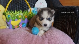 Husky puppies for sale