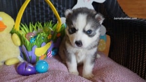 Husky puppies for sale Tennessee