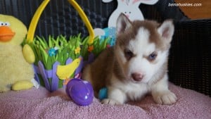 Husky puppies for sale Georgia