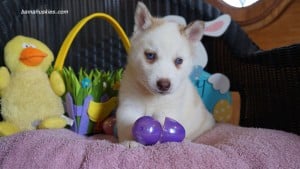 Husky puppies for sale Mississippi