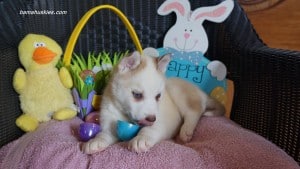 Husky puppies for sale