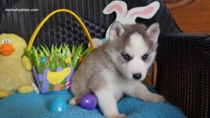 Husky puppies for sale
