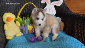 Husky puppies for sale