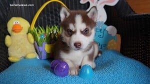 Husky puppies for sale