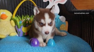 Husky puppies for sale