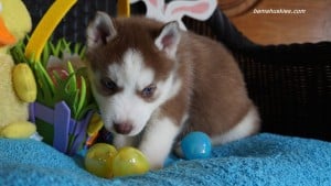 Husky puppies for sale