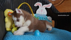 Husky puppies for sale