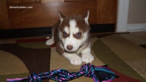 red and white husky puppy for sale