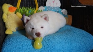 white husky puppy for sale