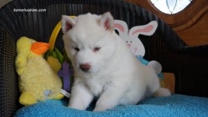 husky puppy for sale Mississippi