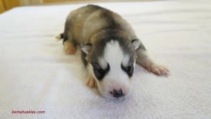 husky puppies for sale Mississippi