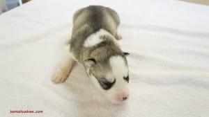 husky puppies for sale Florida