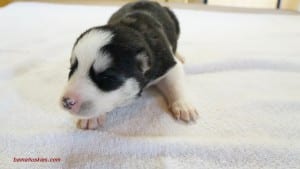black and white husky puppy for sale