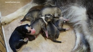 husky puppies for sale Tennessee