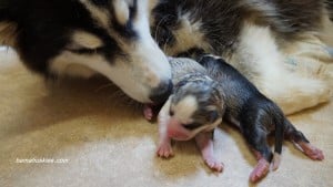 husky puppies for sale Georgia