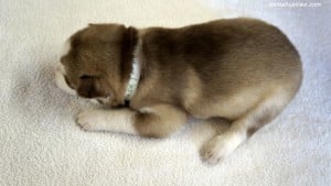 husky puppies for sale