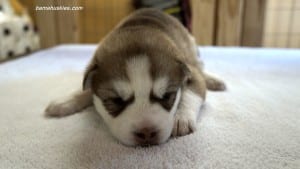 husky puppies for sale