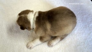 husky puppies for sale