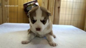 husky puppies for sale