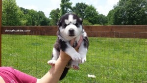 Black and white husky puppy