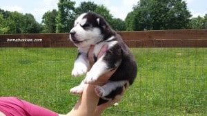 Black and white husky puppy for sale