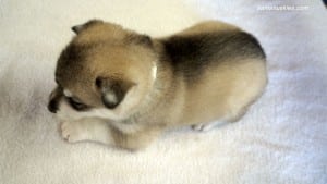 husky puppies for sale