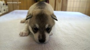 husky puppies for sale