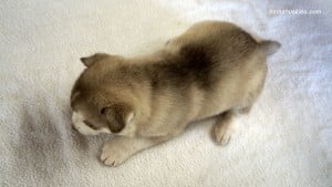 husky puppies for sale