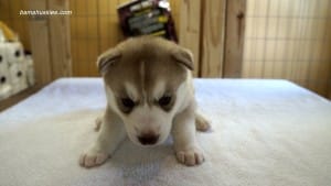 husky puppies for sale