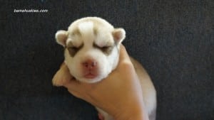 husky puppies for sale Alabama