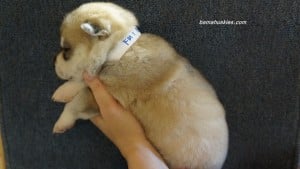 grey and white husky puppy