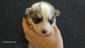 husky puppies for sale Alabama