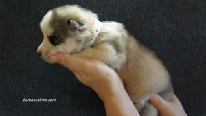 husky puppies for sale Alabama