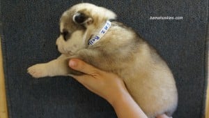 grey and white husky puppy