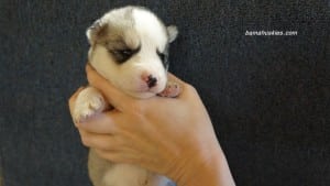 husky puppies for sale Tennessee