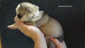 husky puppies for sale Tennessee