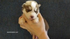 husky puppies for sale Georgia