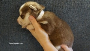 husky puppies for sale Georgia