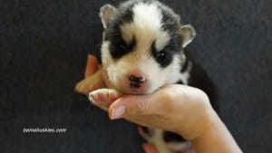 husky puppies for sale Fl