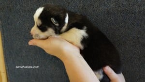 husky puppies for sale Fl