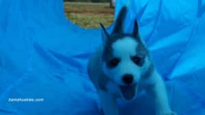 husky puppy runing through an agility tunnel.